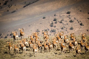 Golestan National Park Tour