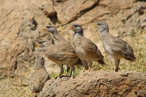 Tehran Desert Tour